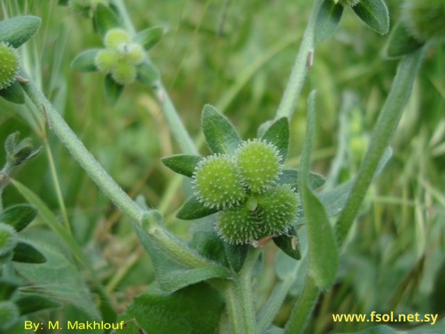 Cynoglossum creticum Mill